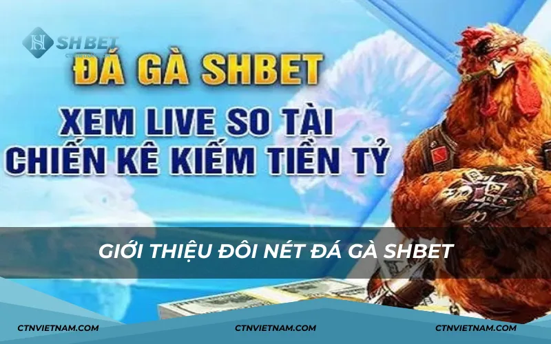 Giới thiệu đôi nét sảnh đá gà SHBET