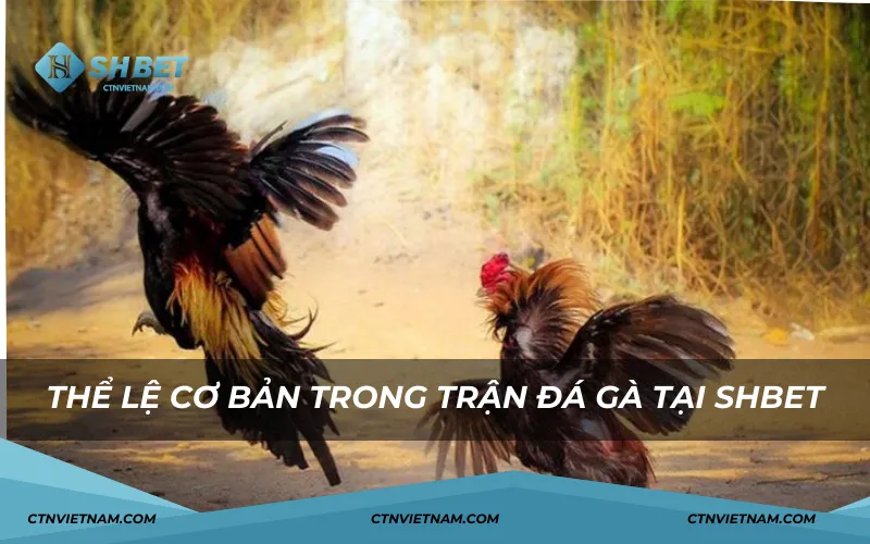 Thể lệ cơ bản trong trận đá gà SHBET